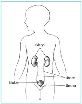 Urinary tract inside the outline of the upper half of a human body.