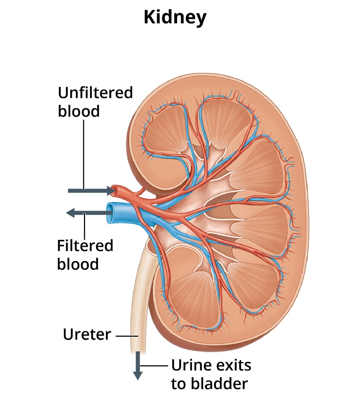 A human kidney, with arrows showing where unfiltered blood enters the kidney and filtered blood leaves the kidney. Wastes and extra water leave the kidney through the ureter to the bladder as urine.