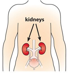 Illustration of the location of the kidneys in the body.