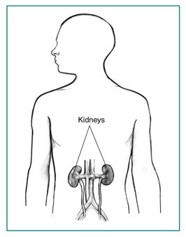 Drawing of the kidneys in the outline of a male body.