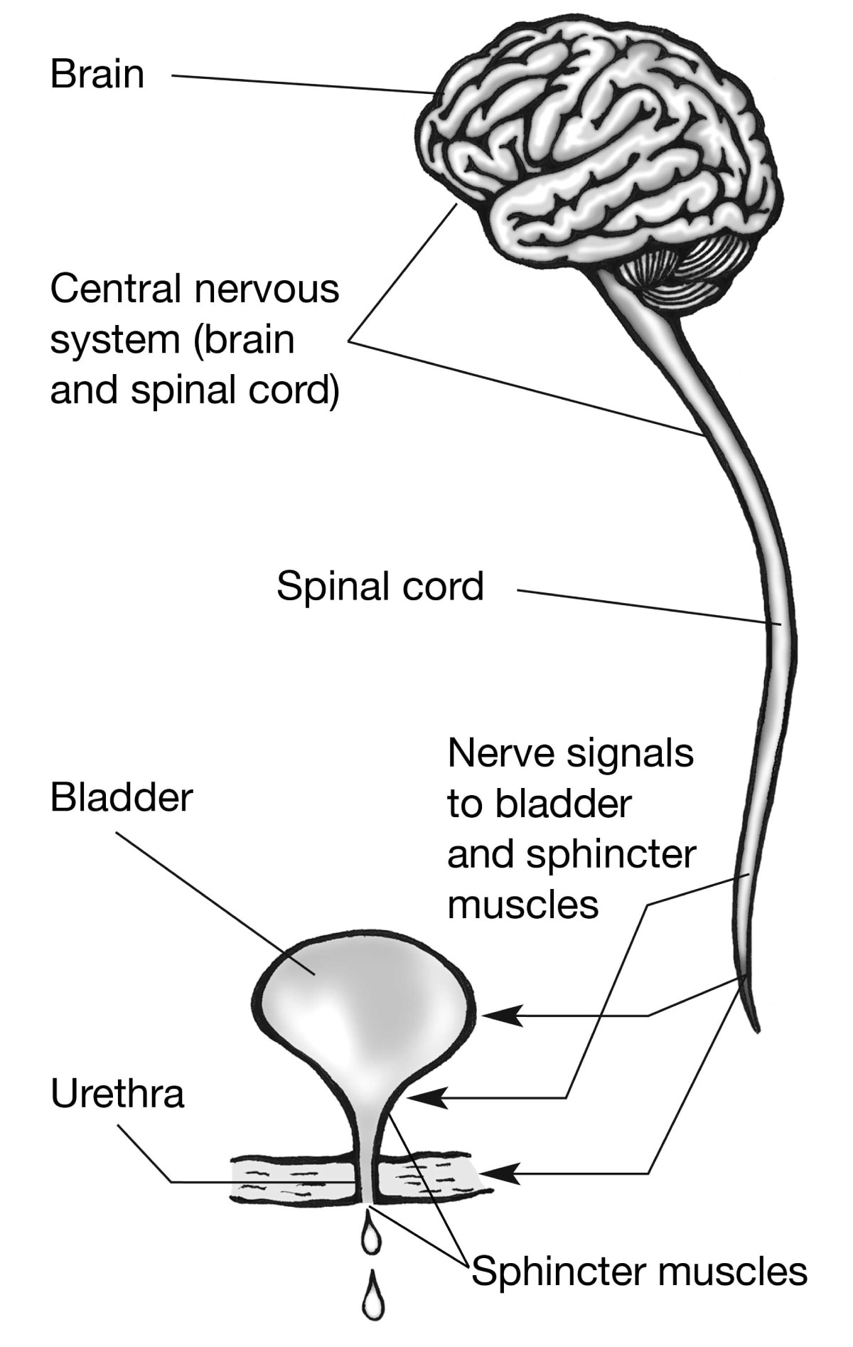 The central nervous system, which includes the brain and spinal cord, showing nerve signals travelling from the brain, through the spinal cord, to the bladder, urethra, and sphincter muscles.