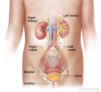 An illustration of a female child’s urinary tract, including the kidneys, ureters, bladder, and urethra.