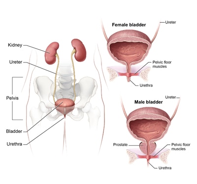 Illustration of the urinary tract and pelvis with close-up cross-sections of the female bladder, urethra, and pelvic floor muscles and the male bladder, prostate, urethra, and pelvic floor muscles.
