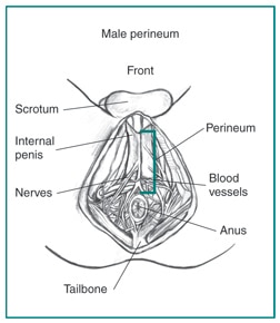 The male perineum with scrotum, internal penis, perineum, nerves, blood vessels, tailbone, and anus labeled.