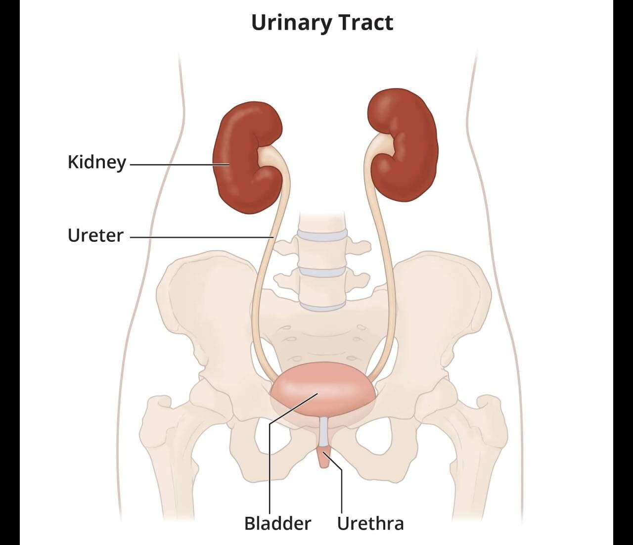  The urinary tract, showing the kidneys, ureters, bladder, and urethra.
