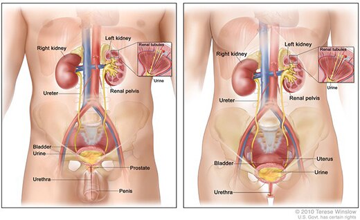 Illustrations of a male and female torso showing the respective urinary tracts.