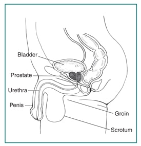 Drawing of the side view of the male urinary tract, with the bladder, groin, penis, prostate, scrotum, and urethra labeled.