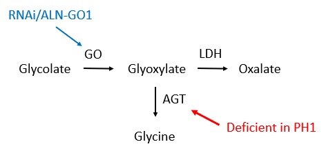 Illustration of how deficiency of the protein alanine-glyoxylate aminotransferase (AGT) leads to an accumulation of excess oxalate in people with primary hyperoxaluria type 1.