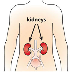 Image of a human body showing the two kidneys