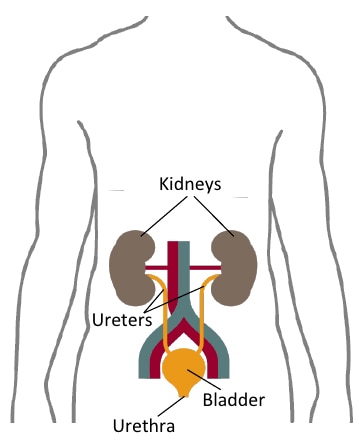 The urinary system is made up of the kidneys and the urine collecting system.