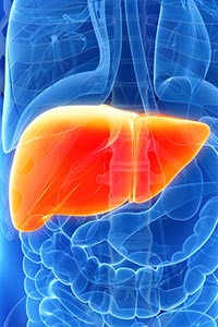 The liver performs many critical metabolic functions, including processing and distribution of nutrients. Liver diseases can be caused by infection, such as hepatitis B and C, or by genetic mutations. Other liver diseases can be triggered by autoimmune reactions or drug toxicity. The rise in obesity in the United States has led to a rise in nonalcoholic fatty liver disease. Many liver diseases place individuals at higher risk for developing liver cancer.