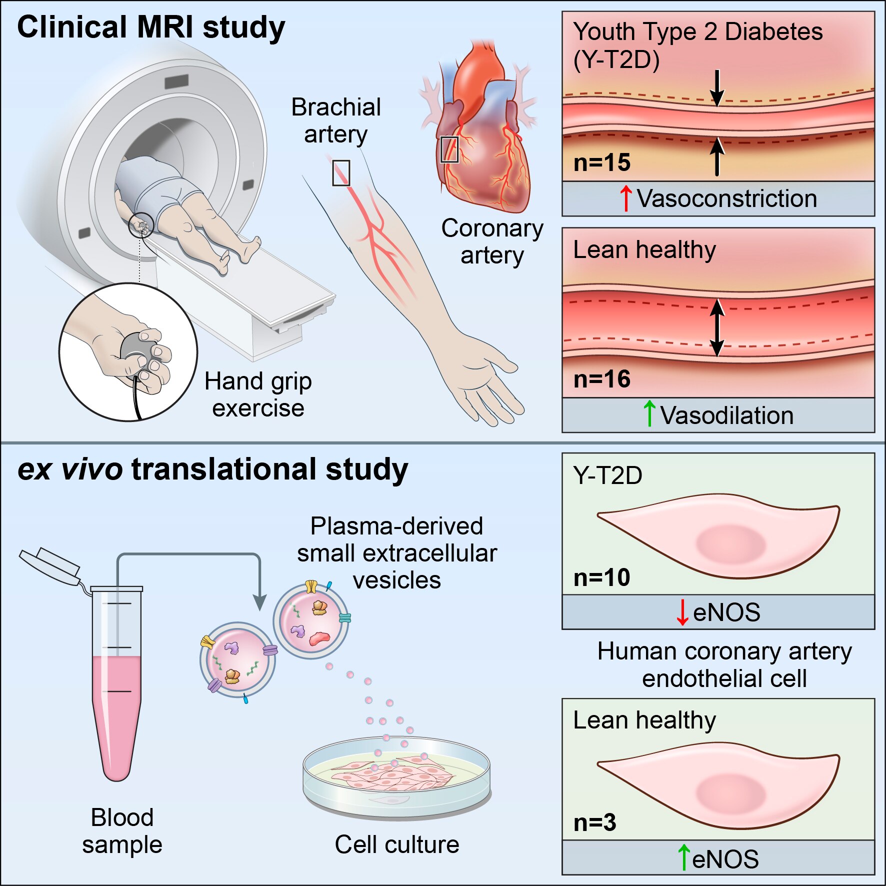 Endothelial Dysfunction in Youth-Onset Type 2 Diabetes: A Clinical Translational Study