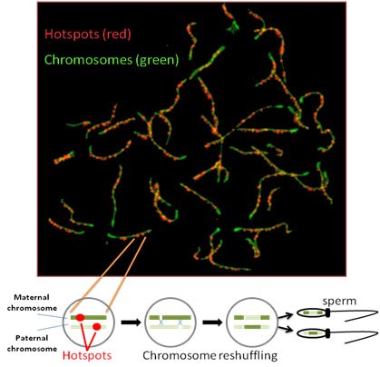 Hotspots of genetic rearrangement.