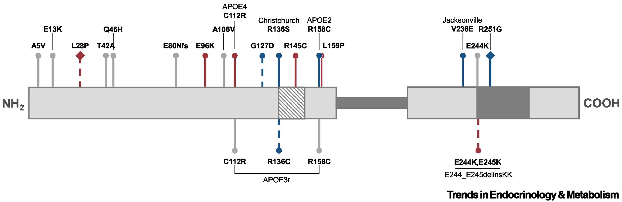 A linear diagram of APOE protein with mutations that alter risk for and resilience to neurodegenerative diseases.