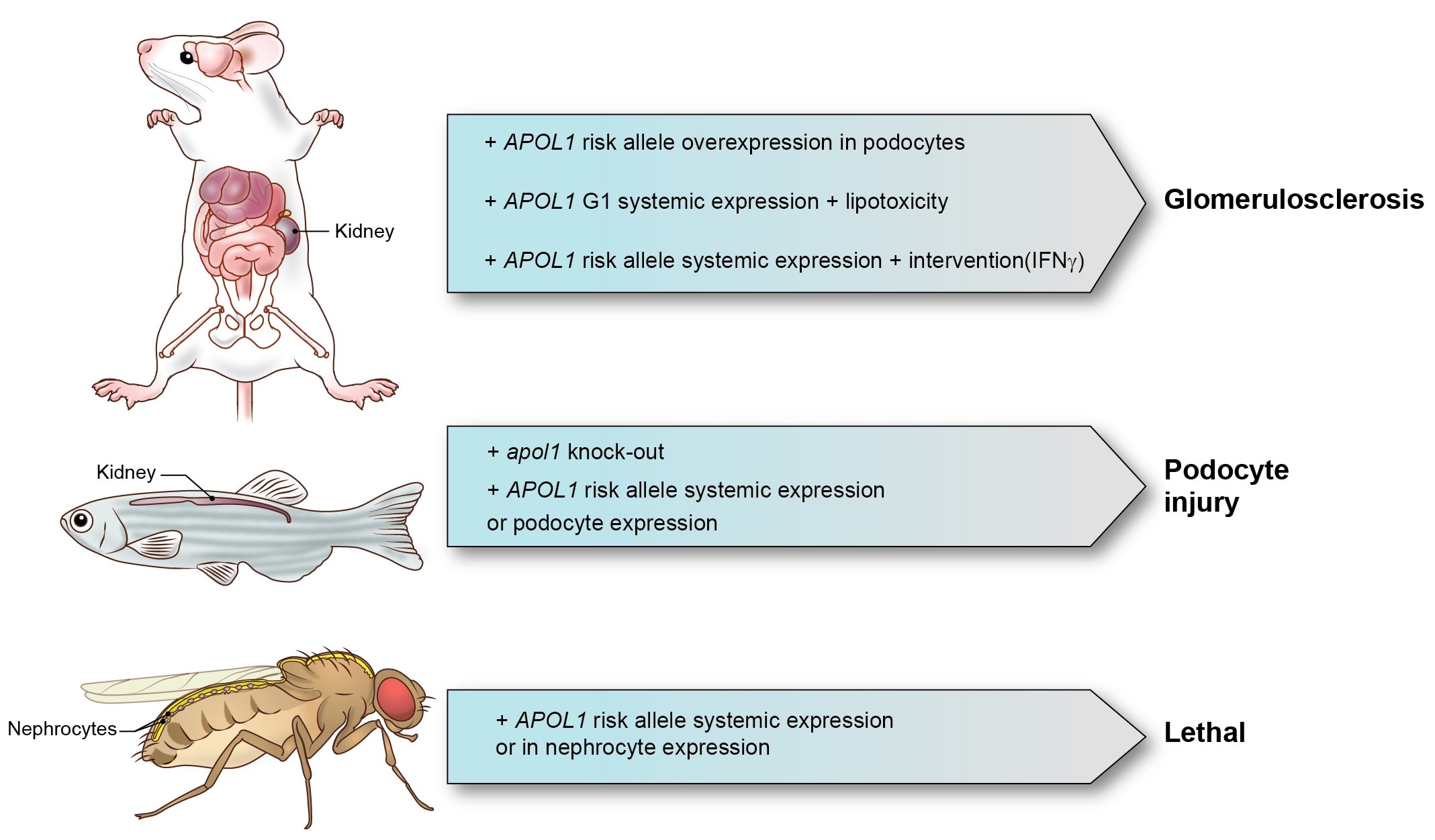 Animal models currently employed to investigate APOL1 risk allele toxicities 