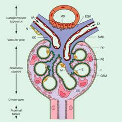 Diagram of glomerular basement membrane