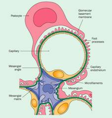 Second diagram of glomerular basement membrane