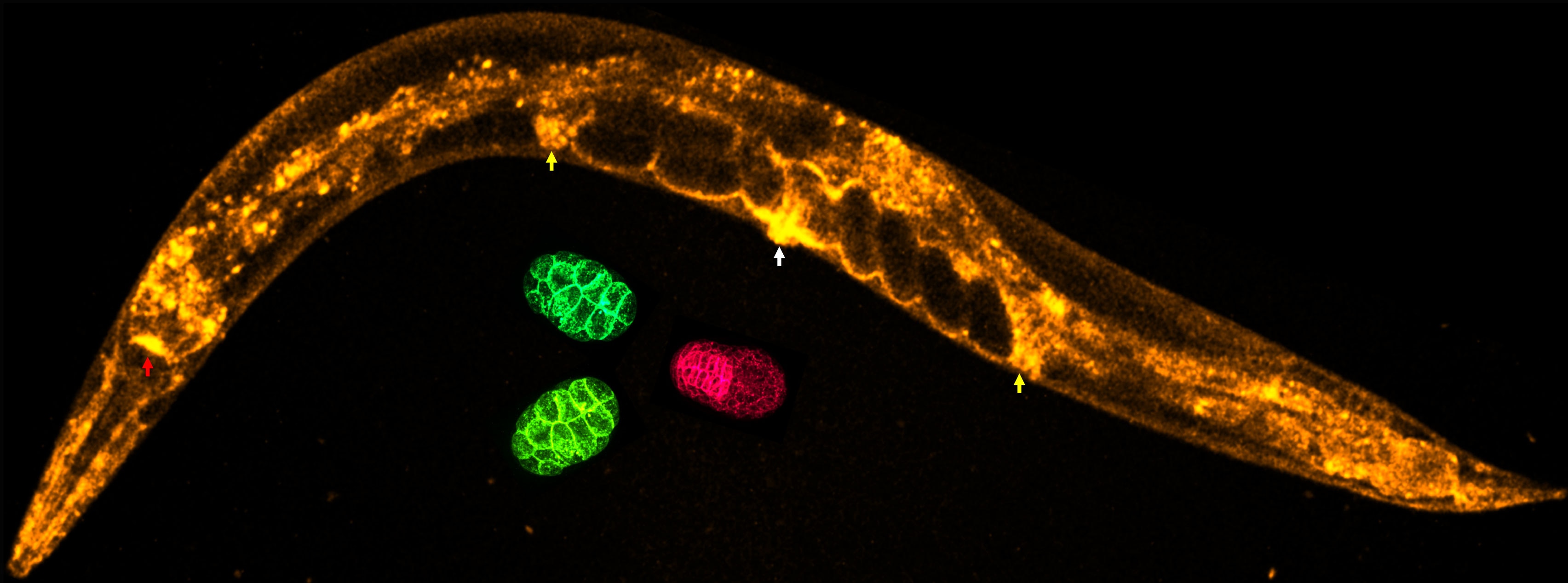 High expression of GFP::PEXO-1 observed in tubular tissues.