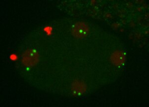 Centrosome amplification in a C. elegans embryo