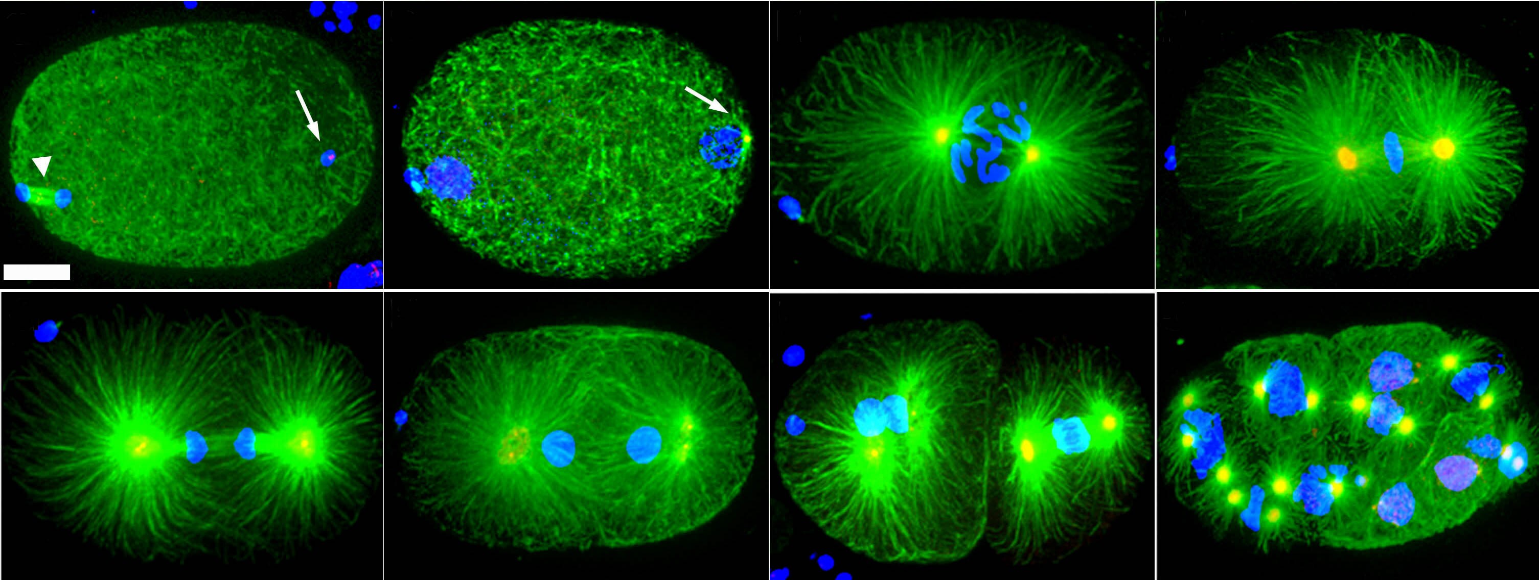 Microtubule organization in early C. elegans embryos