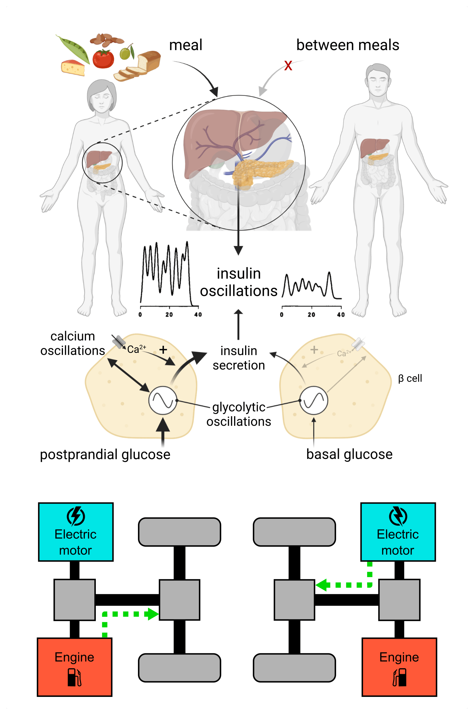 Pulsatile basal insulin secretion driven by glycolytic oscillations.