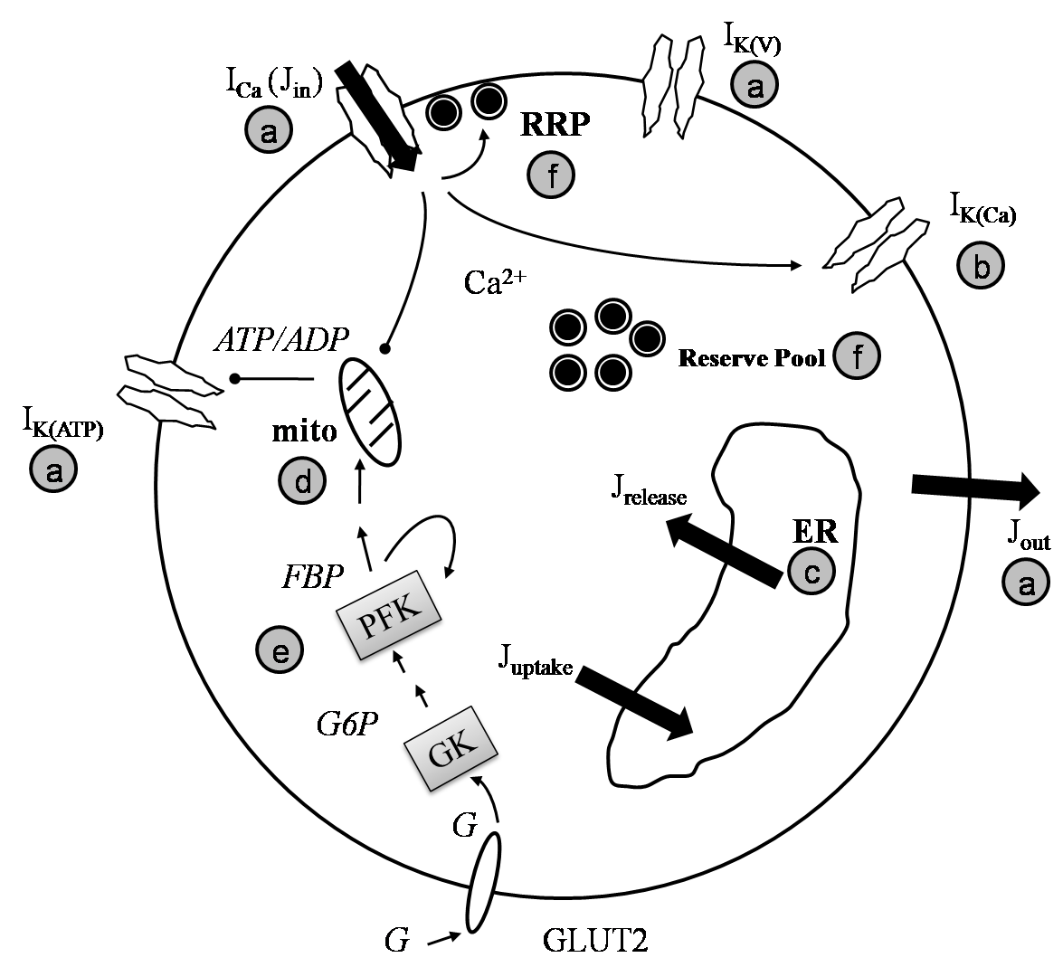 Schematic model depicting changes in islet activity due to step increase in glucose concentration