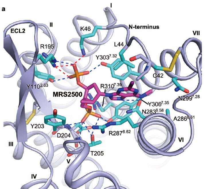 Antithrombotic antagonist MRS2500 binding at the P2Y1 receptor.