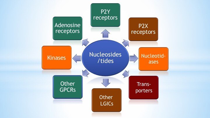 Applications of nucleosides and nucleotides studied in the Molecular Recognition Section