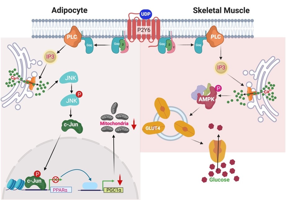 P2Y6 receptor pathways in white adipocytes and skeletal muscle.