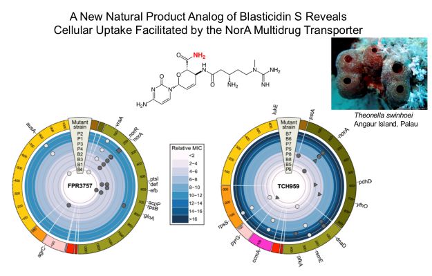 New natural product analog of blasticidin S.