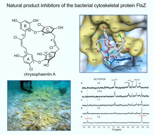 Natural product inhibitors of the bacterial cytoskeletal protein in FtsZ.