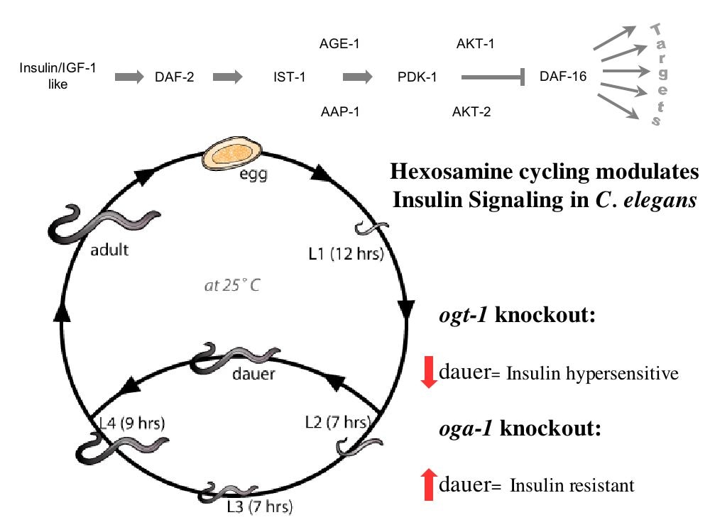 O-G1cNAc cycling modulates insulin signaling and Dauer in C. elegans