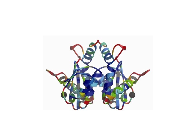 Ribbon diagram depicting the homo-dimeric catalytic core domain of the HIV1 integrase enzyme.
