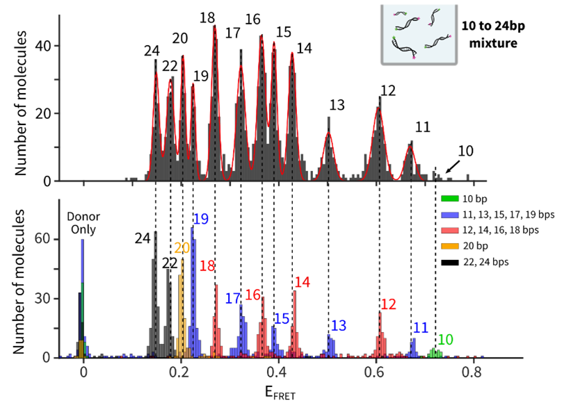 Single-molecule FRET histogram and individual measurements containing a specific subset of the mixture.