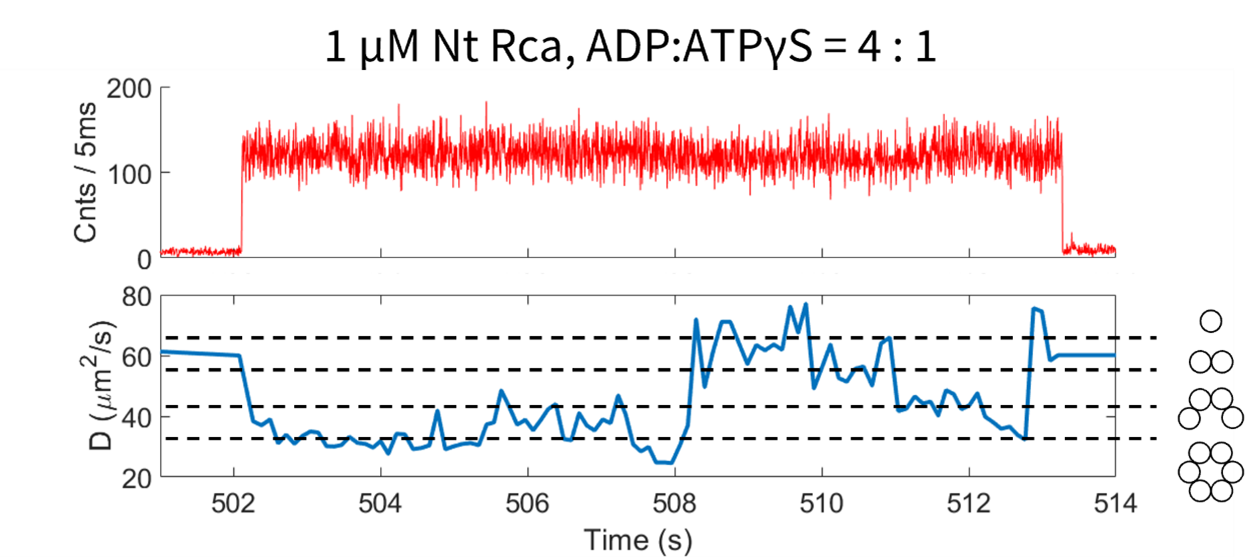 Chart monitoring dynamic assembly and disassembly of Rubisco activase (Rca) protein.