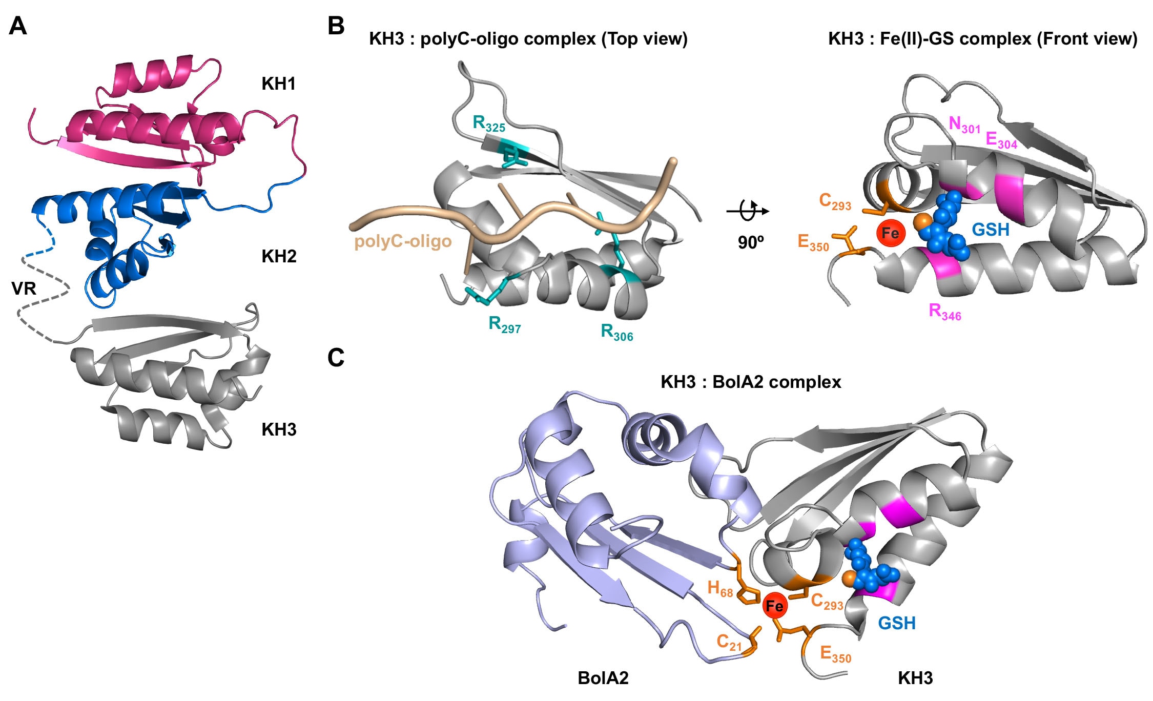 PCBP1-BolA2 Structure