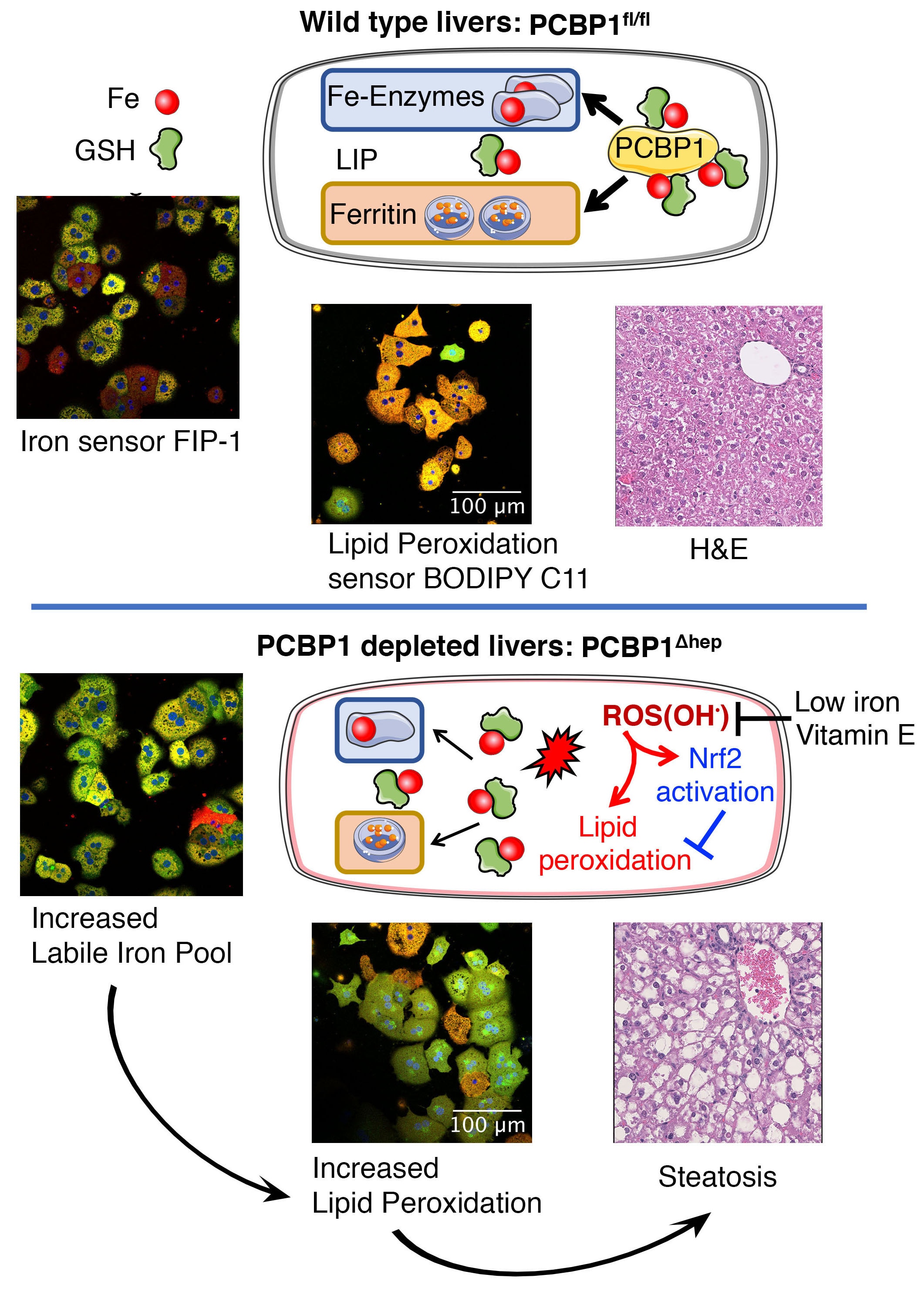 ROS in Liver