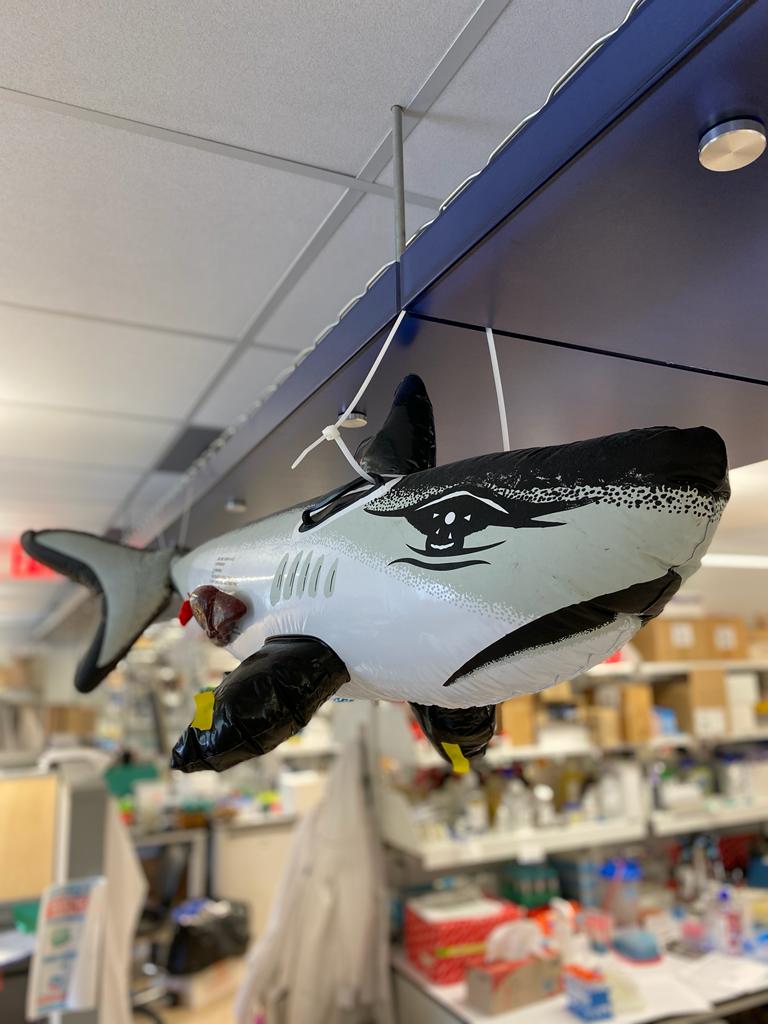 Inflatable shark in a lab